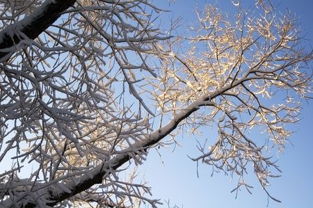 High branches and a clear sky at dawn after snowfall