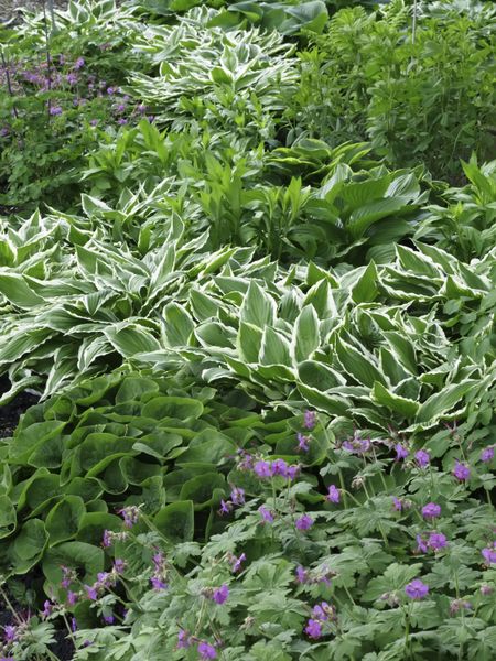 Variety of ground cover in spring garden, with white-edged hosta the showiest