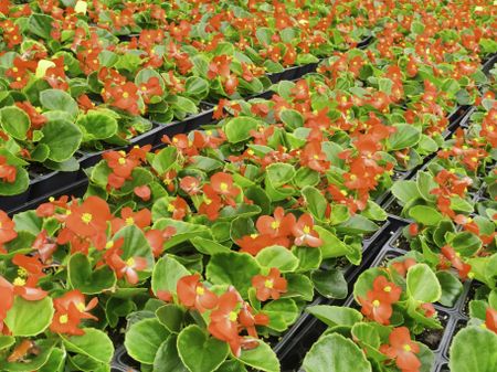 Many boxes of red begonias (botanical name: Begonia x semperflorens-cultorum; cultivar: Encore IV Red) arranged in greenhouse and intended for spring planting on golf course