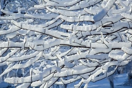 Tree branches laden with thick snow at dawn