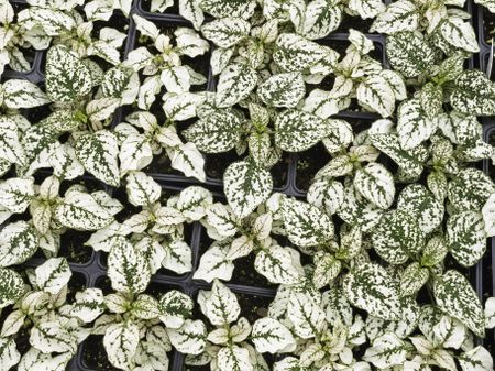Polka dot plants (botanical name: Hypoestes phyllostachya) (also known as freckle face) in greenhouse trays, intended for spring planting outdoors