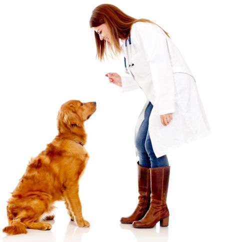 Dog at the vet - isolated over a white background