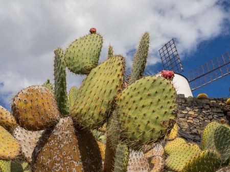 Cactus garden on lanzarote