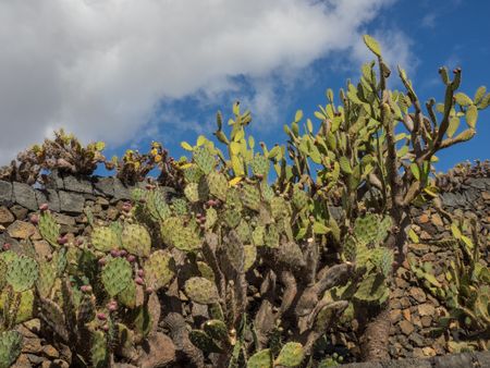 Cactus garden on lanzarote