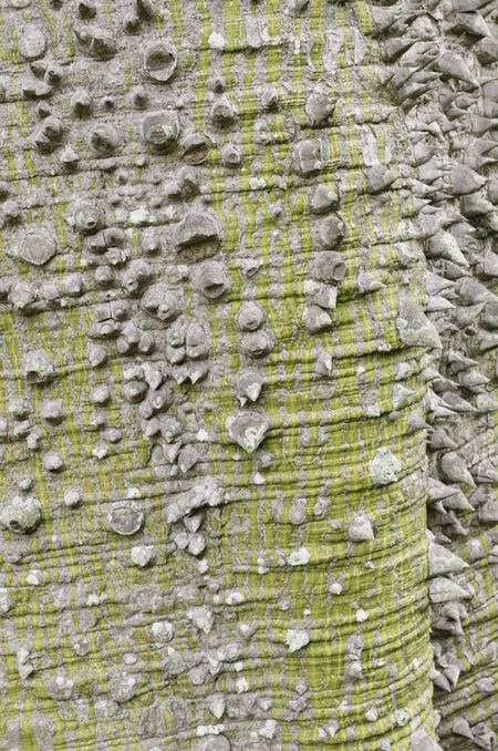 Thorny bark of floss silk tree (botanical name: Chorisia speciosa), native to Argentina and Brazil