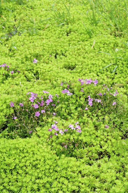 Garden study in pink and light green: Clumps of rock cress (most likely botanical name: Arabis blepharophylla or Arabis caucasica) surrounded by light green ground cover in spring, Wheaton, Illinois