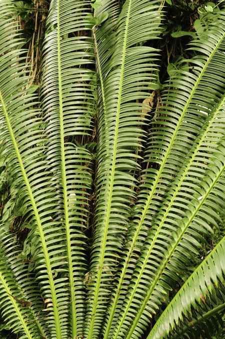 Tall cycad (botanical name: Dioon mejiae), an abundant tropical plant native to Honduras