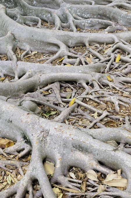 Extensive roots of Moreton Bay Fig (botanical name: Ficus macrophylla), a large banyan tree of rainforest (native to eastern Australia)