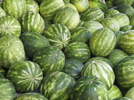 Watermelons (botanical name: Citrullus lanatus) in abundance at outdoor farmers' market in Sarasota, Florida