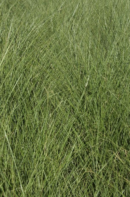 Luxuriant ornamental grass in summer (close-up): texture of crisscrossing lines