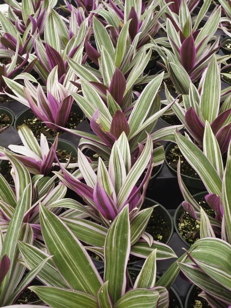 Potted moses-in-the-cradle (botanical name: Rhoeo spathacea tricolor), also known as moses-in-a-basket, boat lily, and oyster plant. Often used for borders in gardens.