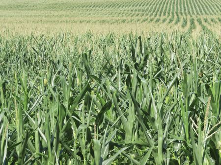 Field of corn growing in a drought in northern Illinois