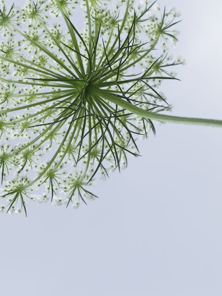 Underside of Queen Anne's lace (botanical name: Daucus carota), a weed also known as wild carrot, bird's nest, and bishop's lace, common in the American Midwest and elsewhere