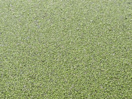 Pointillism in nature: Green algae covering surface of creek, for texture or background, or concept of overpopulation