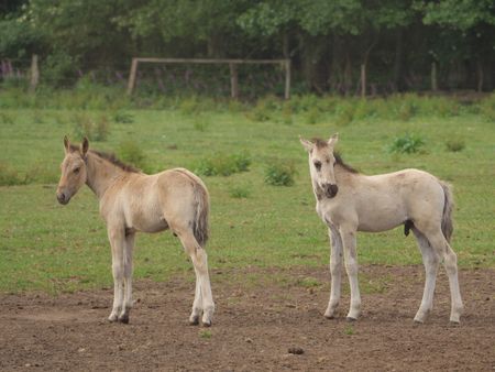 wilh horses in germany