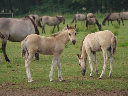 wilh horses in germany