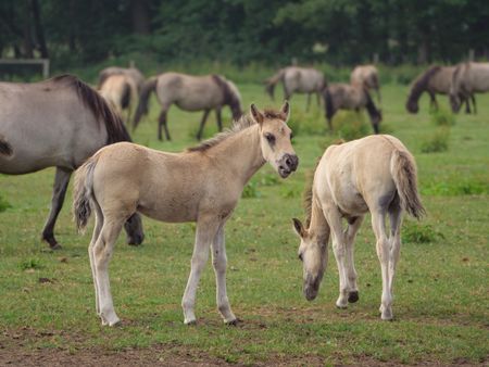 wilh horses in germany