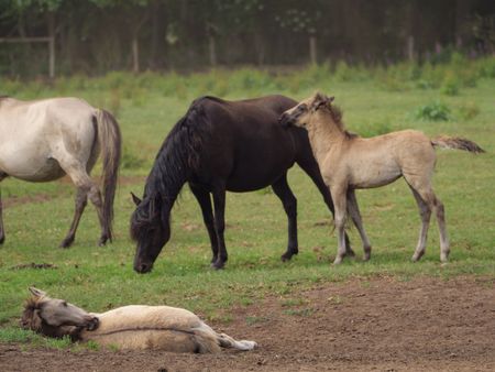 wilh horses in germany