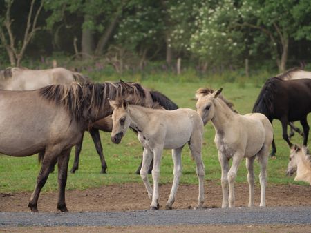 wilh-horses-germany-1102805774 wilh horses in germany