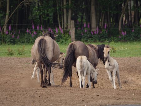 wilh horses in germany