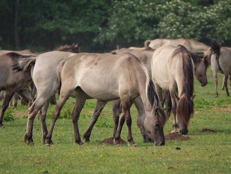 wild horses in germany