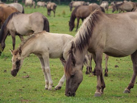 wild horses in germany