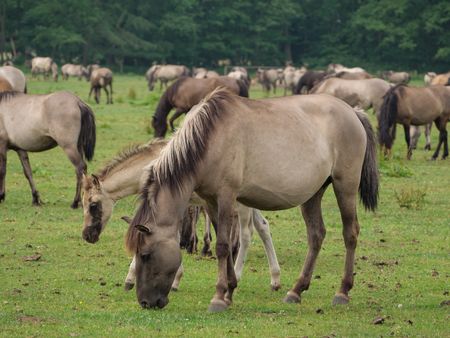 wild horses in germany