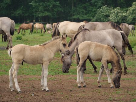 wild horses in germany