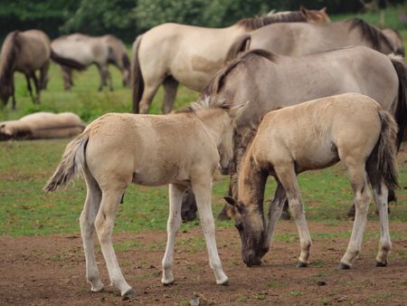 wild horses in germany