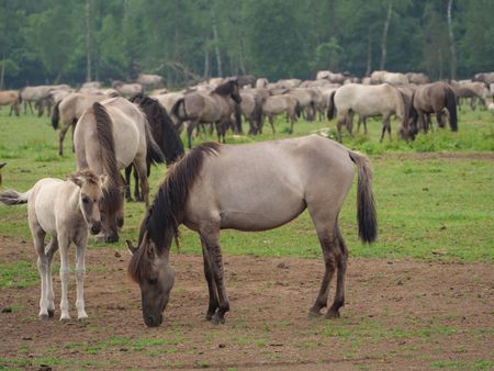 Wild horses in the german muensterland