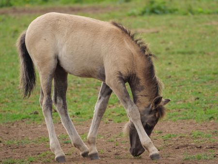 Wild horses in the german muensterland