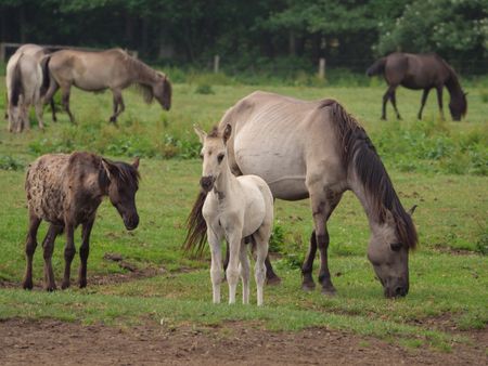 Wild horses in the german muensterland