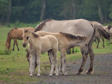 Wild horses in the german muensterland