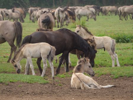 Wild horses in germany