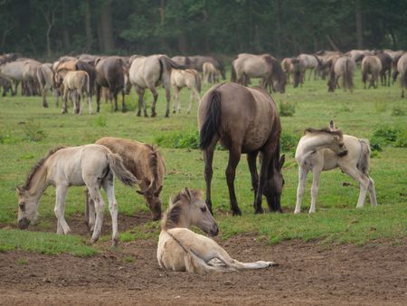 Wild horses in germany