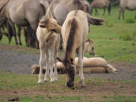 Wild horses in germany