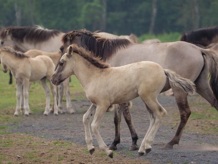 Wild horses in germany