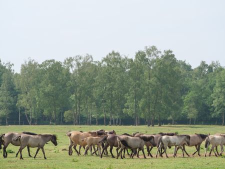 Wild horses in germany