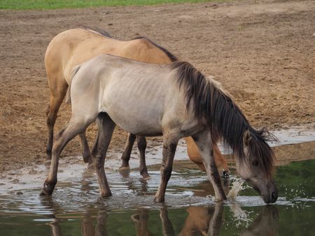 Wild horses in germany