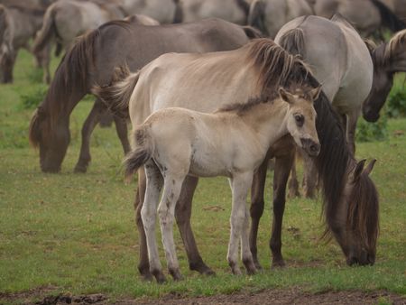 Wild horses in germany