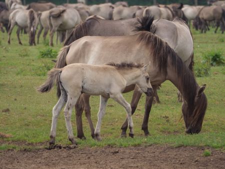 Wild horses in germany