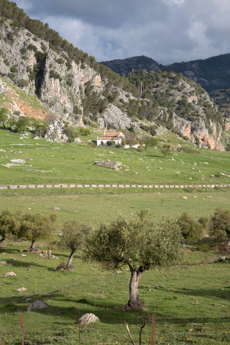 Olive Tree in Grazalema National Park, Spain