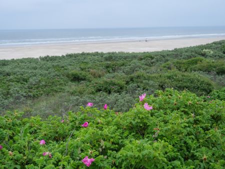 The Island juist in the North sea