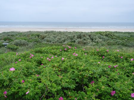 The Island juist in the North sea