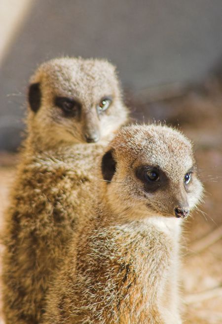 cute meercat couple