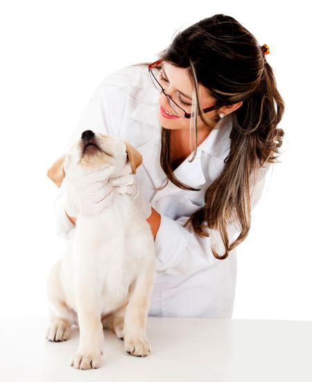 Vet checking a puppy - isolated over a white background