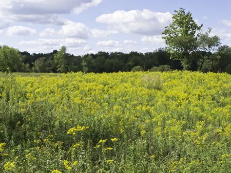 Prairie landscape in northern Illinois: field of goldenrod near woods in late summer