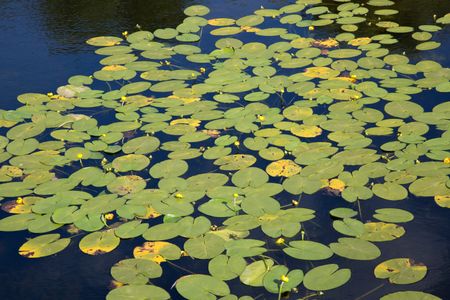 Water Lily Background, Castle Moat; Copenhagen; Denmark