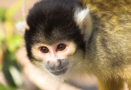 baby monkey's portrait
