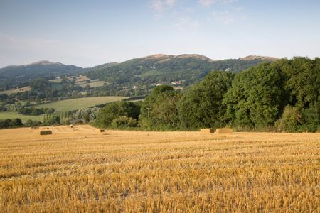 Corn Field in Malvern Hills, England; UK